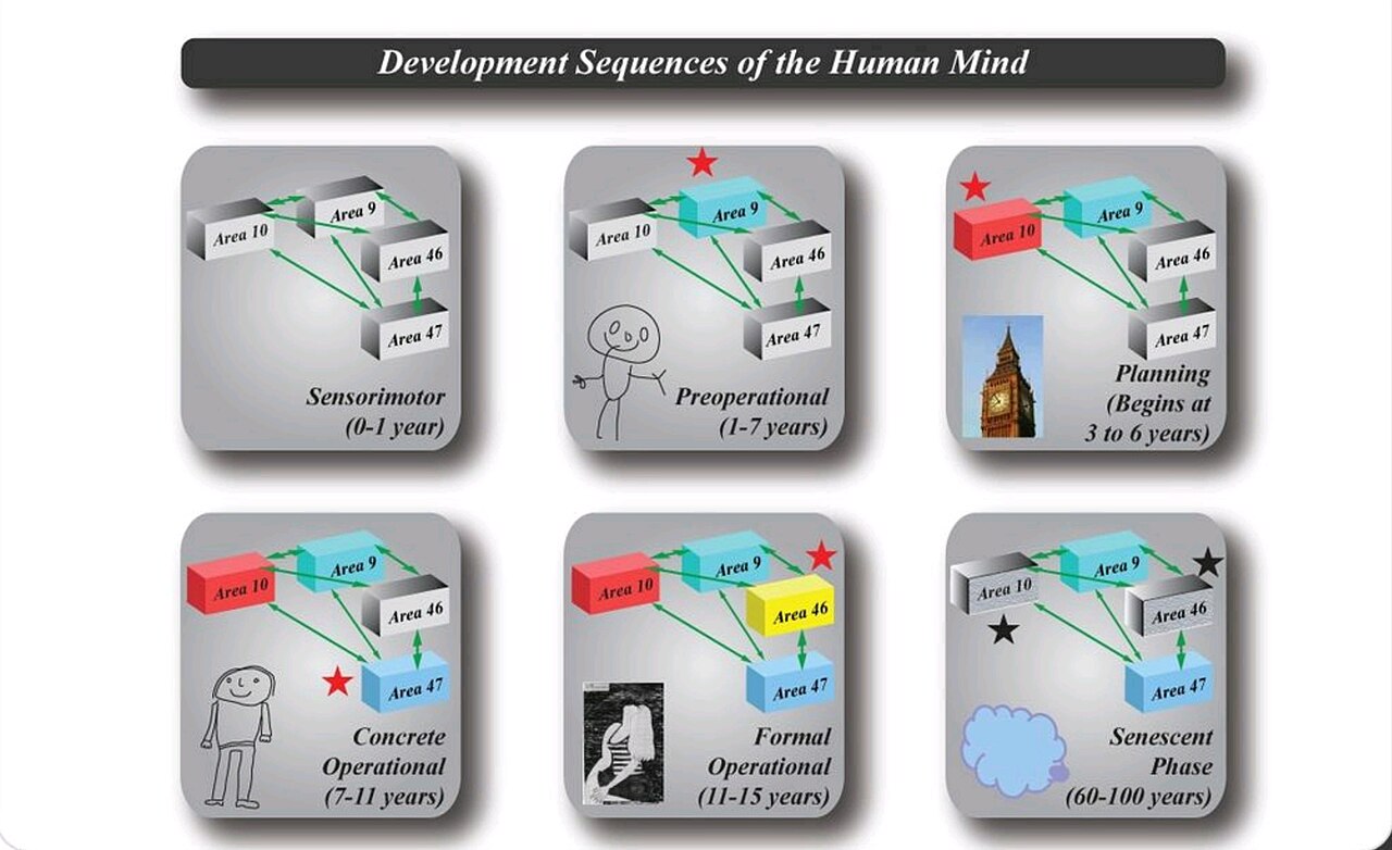 Cognitive development